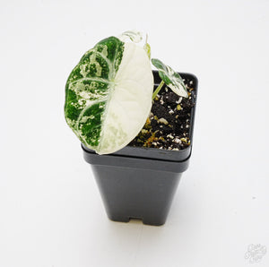 Alocasia 'Black Velvet Ninja' Albo Variegated *Grower's Choice*