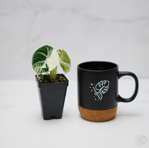 Alocasia 'Black Velvet Ninja' Albo Variegated *Grower's choice*