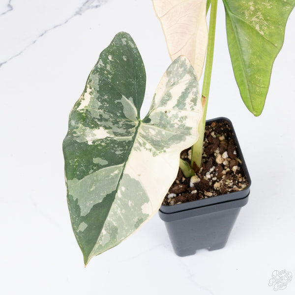 Alocasia Scabriuscula Albo/Pink Variegated (wk7-UU) *Corming Size*