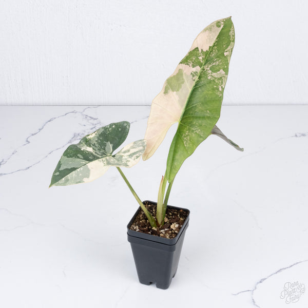 Alocasia Scabriuscula Albo/Pink Variegated (wk7-UU) *Corming Size*