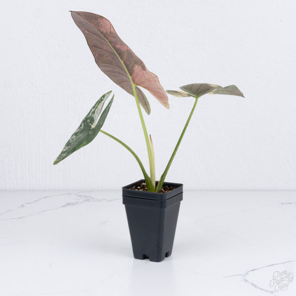 Alocasia Scabriuscula Albo/Pink Variegated (wk7-UU) *Corming Size*