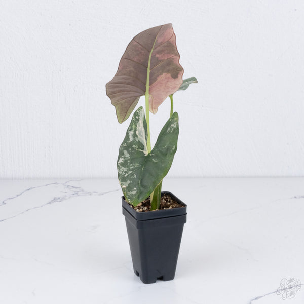 Alocasia Scabriuscula Albo/Pink Variegated (wk7-UU) *Corming Size*