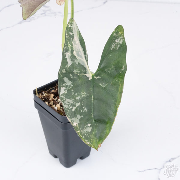 Alocasia Scabriuscula Albo/Pink Variegated (wk7-UU) *Corming Size*