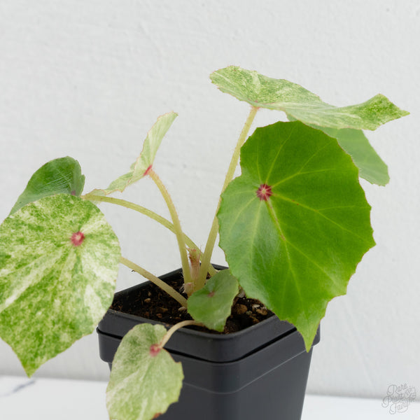 Begonia 'Rouge' variegated (wk7-K)