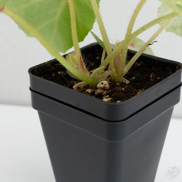 Begonia 'Rouge' variegated (wk7-K)