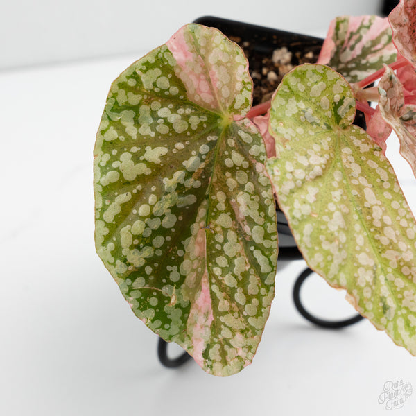 Begonia 'Snow Capped' Variegated (wk7-J)