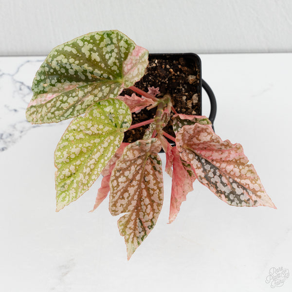 Begonia 'Snow Capped' Variegated (wk7-J)