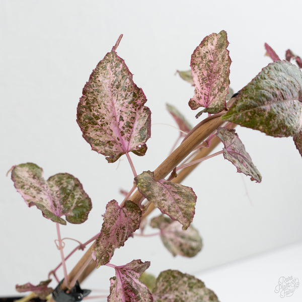 Cissus Discolor Variegated (wk7-D)