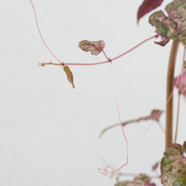 Cissus Discolor Variegated (wk7-D)