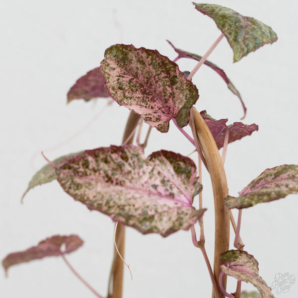Cissus Discolor Variegated (wk7-D)