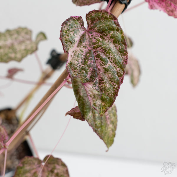 Cissus Discolor Variegated (wk7-D)