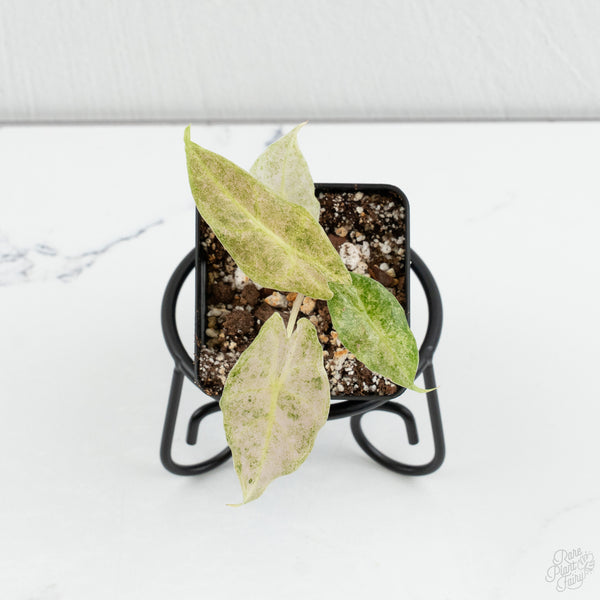 Alocasia Black Satun Stardust  *Grower's Choice*