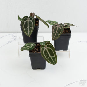 Anthurium Minerva '20' x Minerva '20' by DocBlock® *Grower’s Choice*