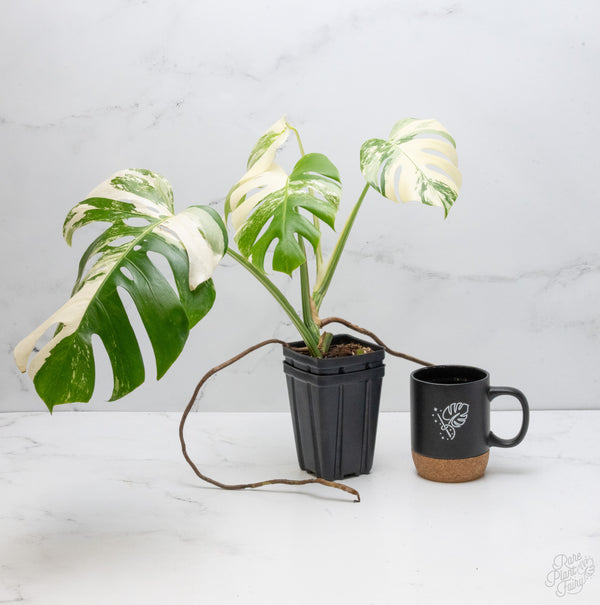 Monstera Deliciosa Albo Variegated (Small Form/Borsigiana) (wk7-B)