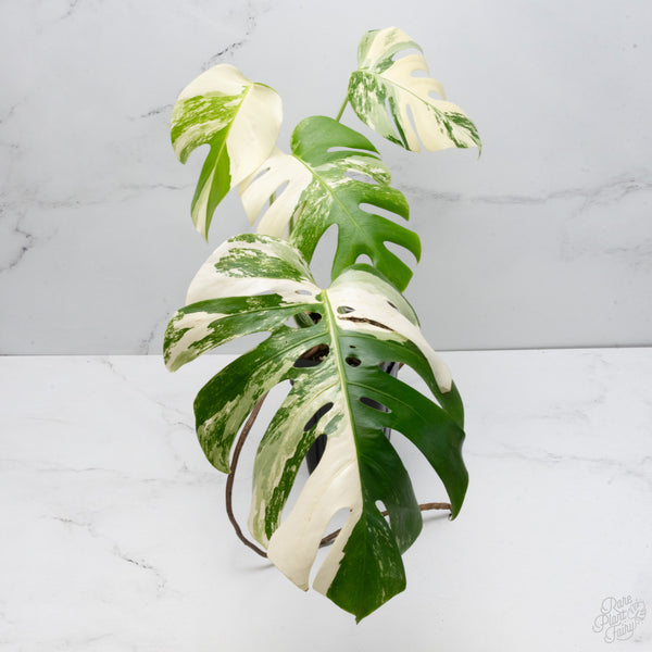 Monstera Deliciosa Albo Variegated (Small Form/Borsigiana) (wk7-B)
