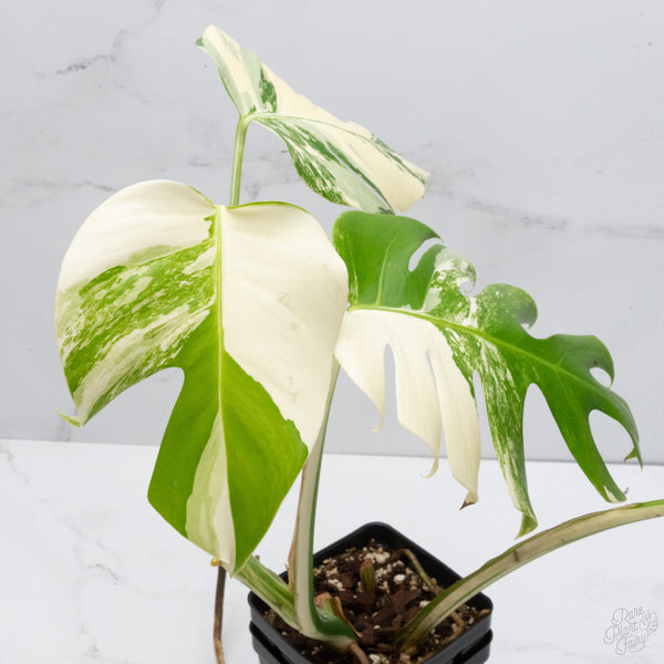 Monstera Deliciosa Albo Variegated (Small Form/Borsigiana) (wk7-B)