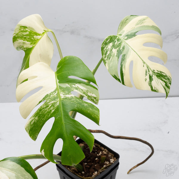 Monstera Deliciosa Albo Variegated (Small Form/Borsigiana) (wk7-B)