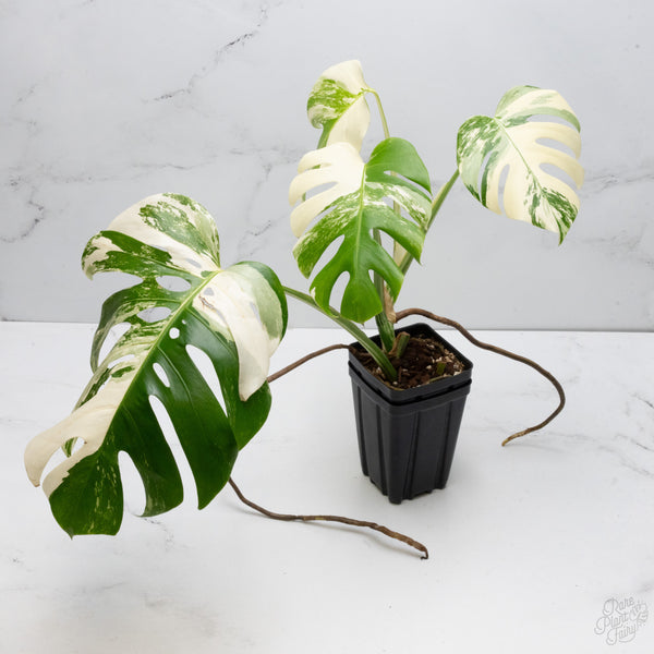Monstera Deliciosa Albo Variegated (Small Form/Borsigiana) (wk7-B)