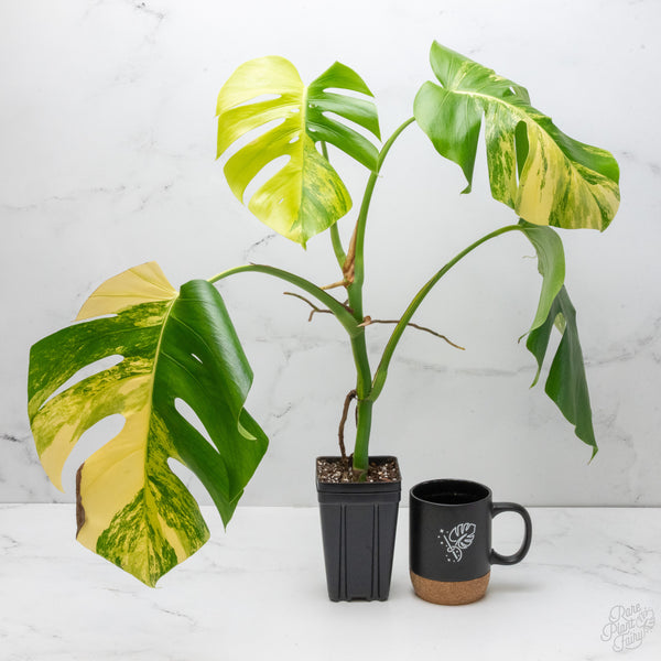 Monstera Deliciosa Aurea Variegated (Small Form/Borsigiana) (wk7-C)