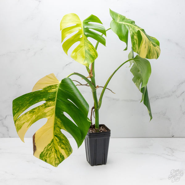 Monstera Deliciosa Aurea Variegated (Small Form/Borsigiana) (wk7-C)