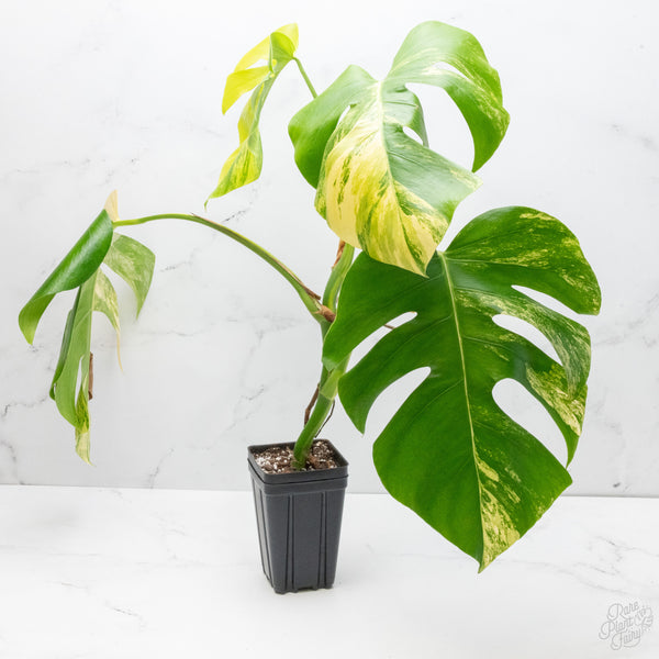 Monstera Deliciosa Aurea Variegated (Small Form/Borsigiana) (wk7-C)