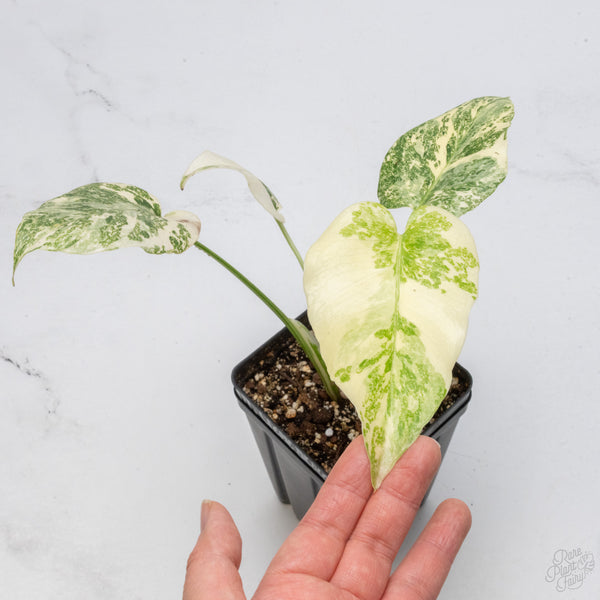 Monstera Deliciosa 'Creme Brûlée' (wk7-A)