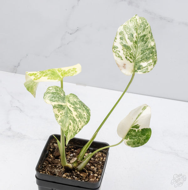 Monstera Deliciosa 'Creme Brûlée' (wk7-A)