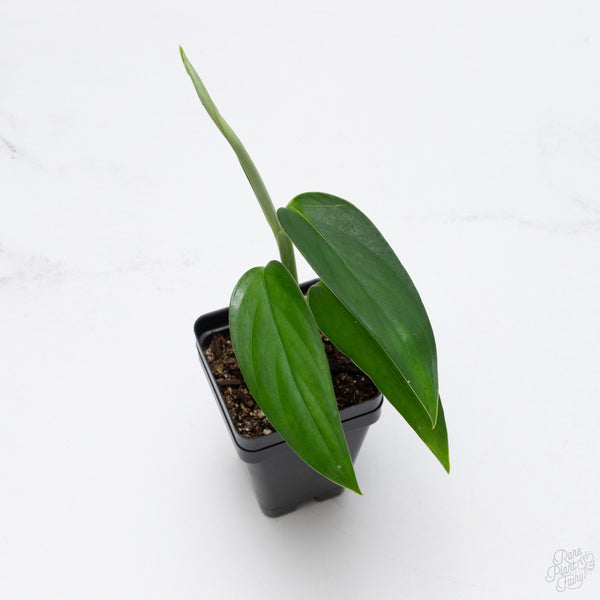 Monstera 'Croatii' (wk7-D)