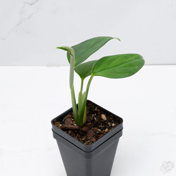 Monstera 'Croatii' (wk7-D)