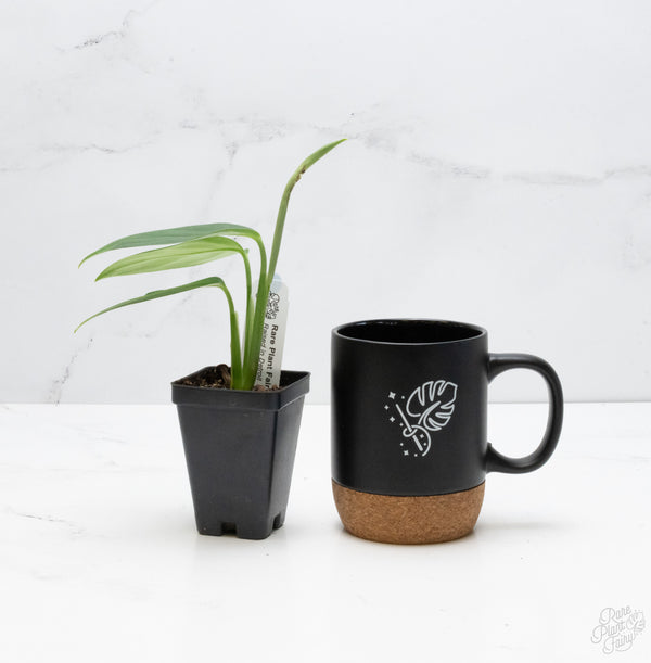 Monstera 'Croatii' (wk7-D)