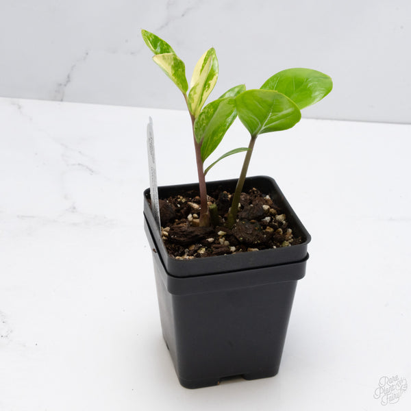 *WILD FORM* Zamioculcas Zamiifolia "ZZ" Aurea Variegated (wk7-B)
