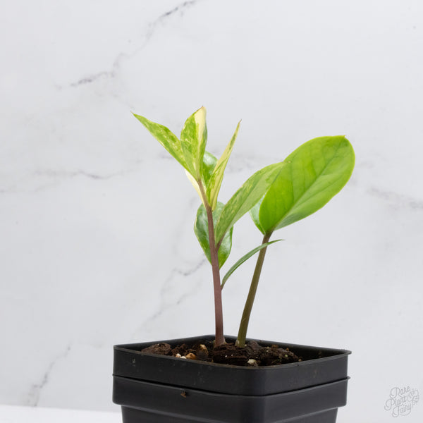 *WILD FORM* Zamioculcas Zamiifolia "ZZ" Aurea Variegated (wk7-B)