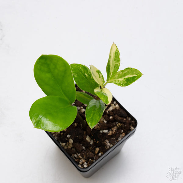 *WILD FORM* Zamioculcas Zamiifolia "ZZ" Aurea Variegated (wk7-B)