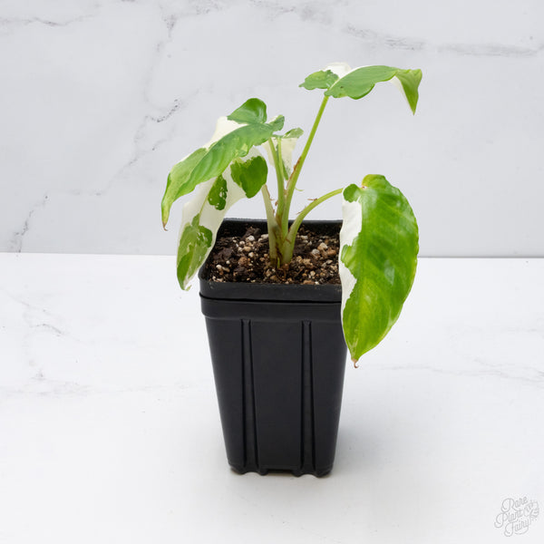 Schismatoglottis sp. Albo Variegated (wk7-A)