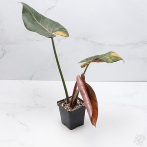 Potted plant with green and brown leaves on a white surface
