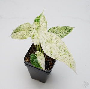 Alocasia 'Dragon Scale' Mint Variegated *Grower's Choice*