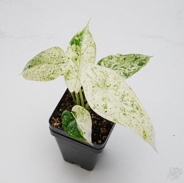 Alocasia 'Dragon Scale' Mint Variegated *Grower's Choice*