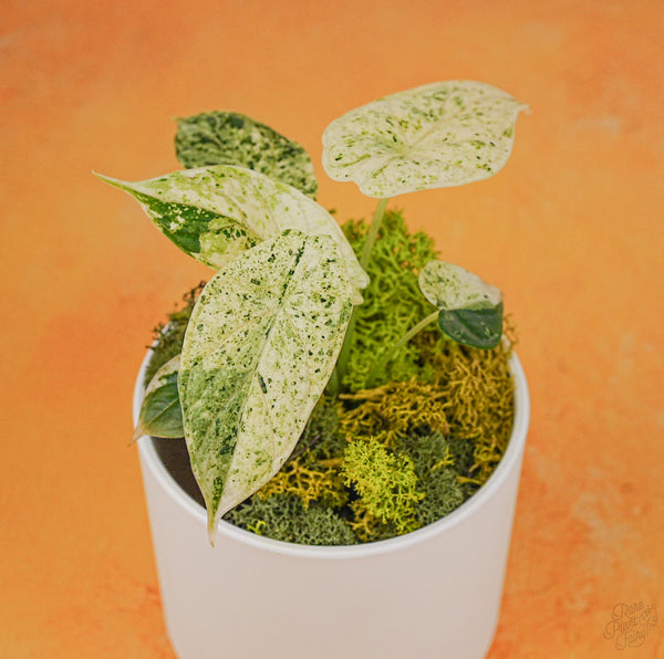 Alocasia 'Dragon Scale' Mint Variegated *Grower's Choice*