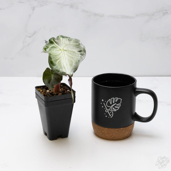 Alocasia 'Venom' *Grower's Choice*