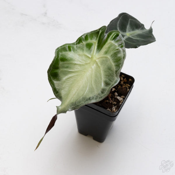 Alocasia 'Venom' *Grower's Choice*