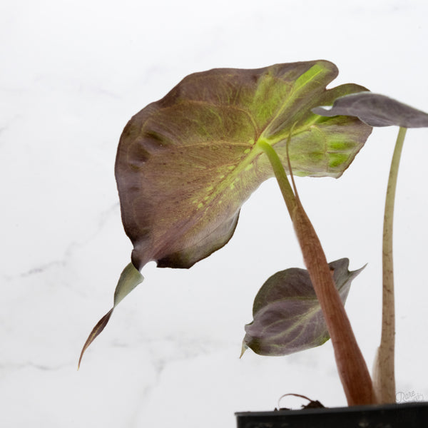 Alocasia 'Venom' *Grower's Choice*