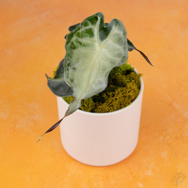 Alocasia 'Venom' *Grower's Choice*