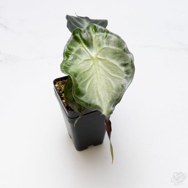 Alocasia 'Venom' *Grower's Choice*