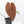 Anthurium Zara '29' x Dark and Handsome '9' by DocBlock® (wk20-V)