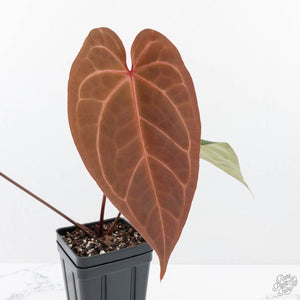 Anthurium Zara '29' x Dark and Handsome '9' by DocBlock® (wk20-V)