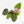 Anthurium Zara '29' × (Michelle® x Zara '28') byDocBlock® (wk18-Y)
