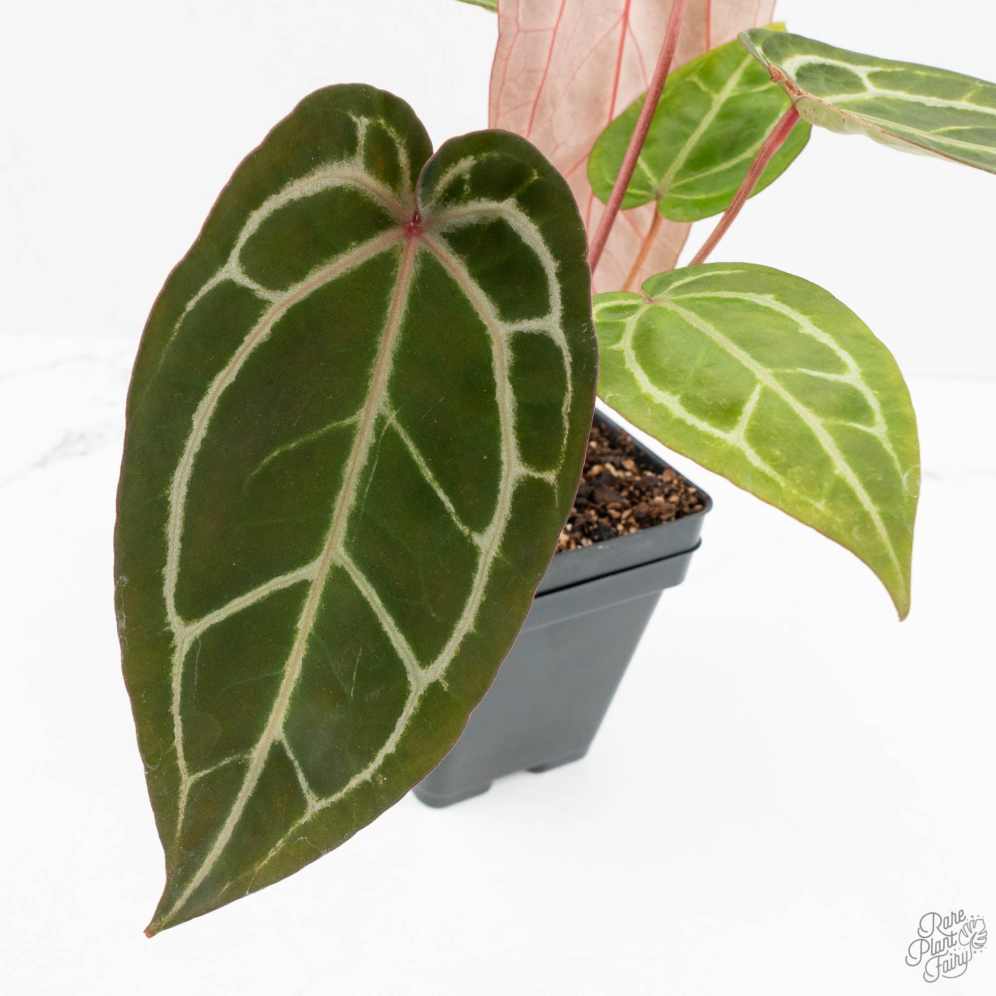 Anthuriums by DocBlock – Rare Plant Fairy