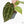 Anthurium Zara '29' × (Michelle® x Zara '28') byDocBlock® (wk18-Y)