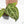 Anthurium Zara '29' × (Michelle® x Zara '28') byDocBlock® (wk18-Y)