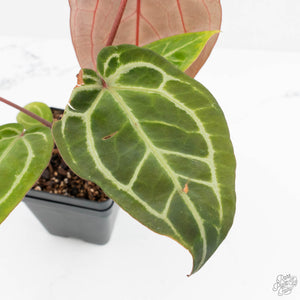 Anthurium Zara '29' × (Michelle® x Zara '28') byDocBlock® (wk18-Y)